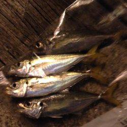 舞州でアジング　レギュラーサイズはコンスタント