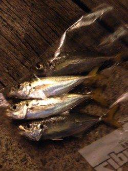 舞州でアジング　レギュラーサイズはコンスタント