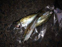 食コンと佐野漁港でアジング