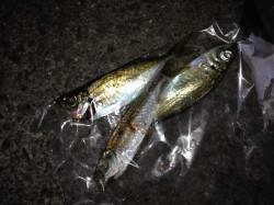 食コンと佐野漁港でアジング