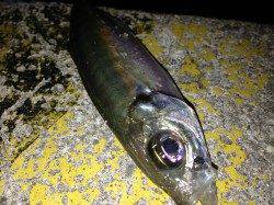 江井ヶ島でアジング～アジ・メバル・タケノコメバル