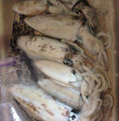 串本港　エギングで最大1.68kgのアオリイカ　満潮からマズメにアタリが集中