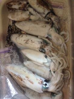 串本港　エギングで最大1.68kgのアオリイカ　満潮からマズメにアタリが集中