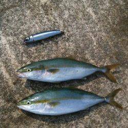 一投目でドンッ！ ショアジギングでハマチGET！