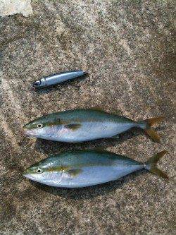 一投目でドンッ！ ショアジギングでハマチGET！