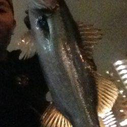 淀川周辺でシーバス、流れが速い分良く引きました！