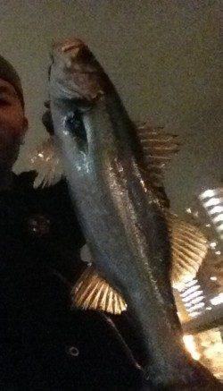 淀川周辺でシーバス、流れが速い分良く引きました！