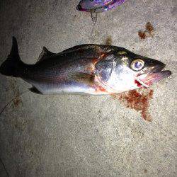 ボイルを探してナイトランガン、シーバッシング