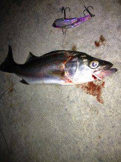 ボイルを探してナイトランガン、シーバッシング