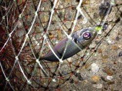 江井ヶ島でのアジング釣果