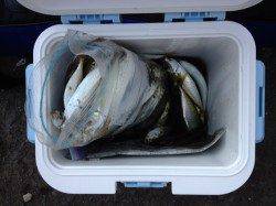 和歌山マリーナシティでサビキ、鯵100匹OVER！