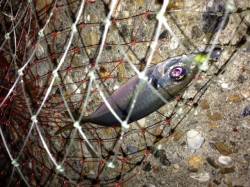 江井ヶ島でのアジング釣果