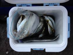 和歌山マリーナシティでサビキ、鯵100匹O…