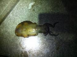 サビキでアジを調達しながらのヤエン釣り