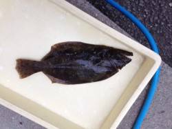 のませ仕掛けで狙いどおり！ヒラメ40cm