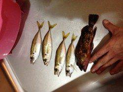 江井ヶ島でのアジング釣果