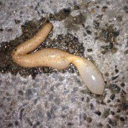 飾磨～広畑　ちょい投げでセイゴ＆アナゴ　ゴンズイにはご注意を