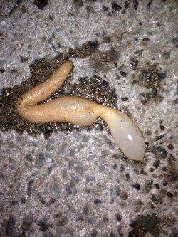 飾磨～広畑　ちょい投げでセイゴ＆アナゴ　ゴンズイにはご注意を