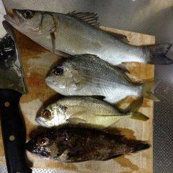 戎漁港　ジグヘッドにイシゴカイ使用で16目達成