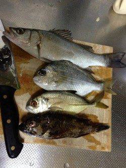 戎漁港　ジグヘッドにイシゴカイ使用で16目達成