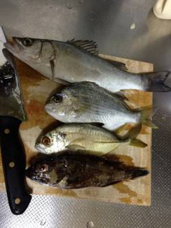 戎漁港　ジグヘッドにイシゴカイ使用で16目…