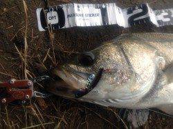 石津川河川でシーバスの釣果