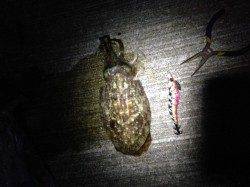 深日漁港でエギング、人生初イカＧＥＴ！