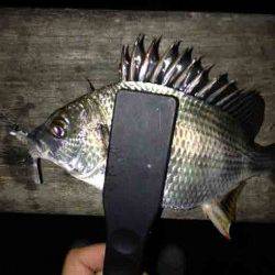 舞州でアジング、アジの群れを発見し、1投1匹のラッシュ