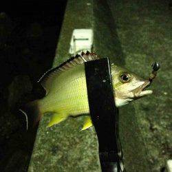 富田川河口で18時から5時間の釣行