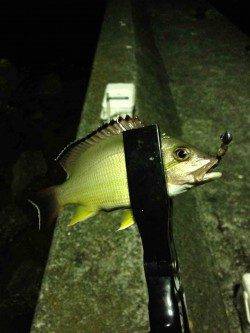 富田川河口で18時から5時間の釣行