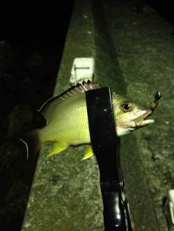 富田川河口で18時から5時間の釣行