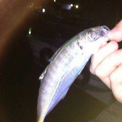 仕事終わりに岸和田でアジング〜アジ・セイゴ〜