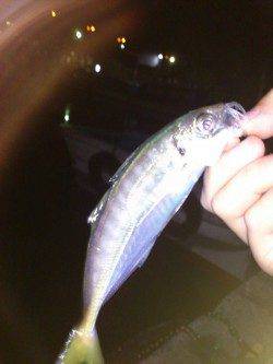 仕事終わりに岸和田でアジング〜アジ・セイゴ〜