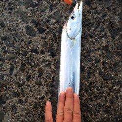 食品コンビナートでワインド、まずめの時間帯でのヒット