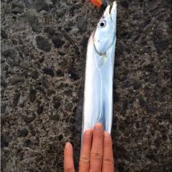 食品コンビナートでワインド、まずめの時間帯でのヒット