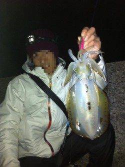 紀伊大島でエギング、底を攻めて770gのアオリ♪