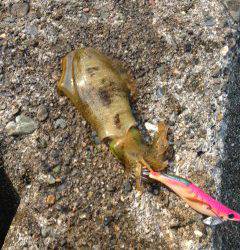 谷川漁港、雨上がりで濁った状況でのエギング釣果