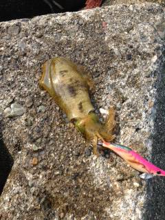 谷川漁港、雨上がりで濁った状況でのエギング釣果