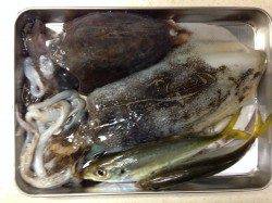 谷川漁港でエギング&アジング、活性高めでした