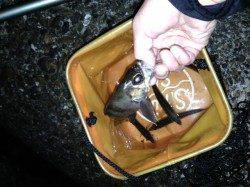 江井ヶ島　アジングは0.5ｇのジグヘッドにちっちゃいワームにのみ反応