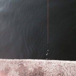 武庫川河口　サビキでのアジ狙いは不発　カタクチイワシの釣果