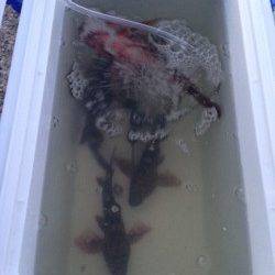 りんくう　テトラ際でアオイソメを使用してのガシラ狙い