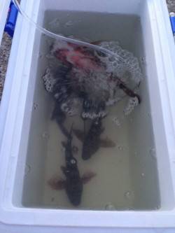 りんくう　テトラ際でアオイソメを使用しての…