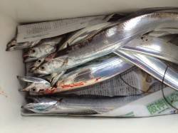 兵庫突堤ワインド＆サーベリングでタチウオ8…