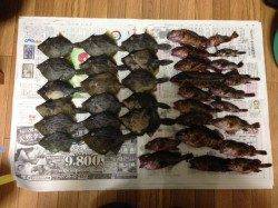 泉佐野で穴釣り、カワハギなどの釣果