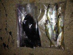 小島でアジングとエギングの釣果