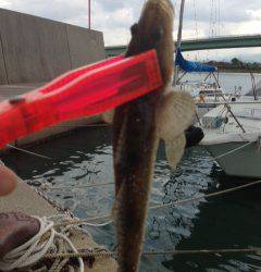 岡田浦漁港、アジングでボトムを攻めてコチの釣果