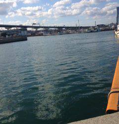 佐野漁港でのメバリング釣果