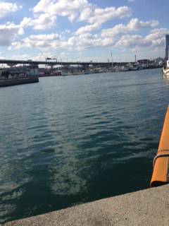 佐野漁港でのメバリング釣果