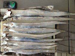 本荘人工島でのタチウオ釣りの釣果